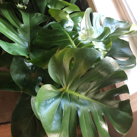 Meet your Posher, Leah - Picture 1 of 1